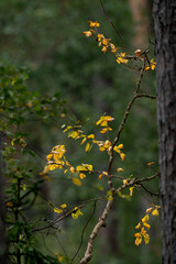 Autumn Leaves on a Branch