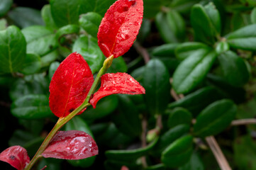 Vibrant Red Leaves with Water Droplets