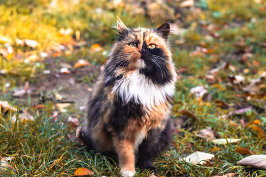A beautiful calico cat sits outdoors, its unique fur pattern illuminated by the soft autumn light.