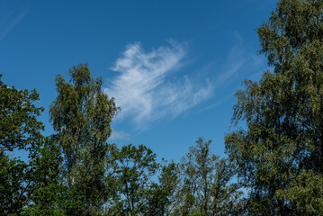 white wind blown clouds in a blue sky