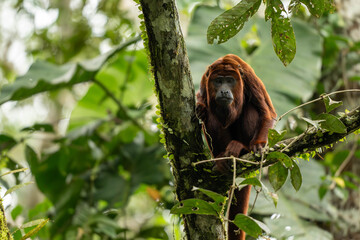 Howler monkey