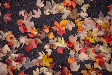 Colorful autumn leaves on asphalt ground