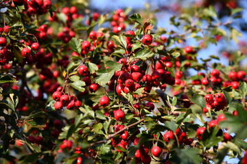 Red hawthorn Crataegus berries and green leaves in hedgerow