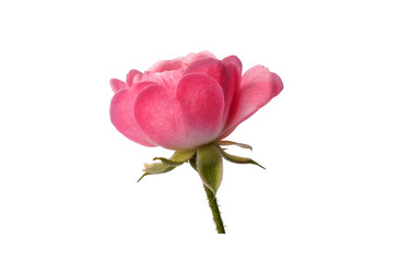 pink rose flower isolated on white background