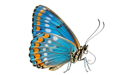 A vibrant blue butterfly with orange and white spots displays intricate wing patterns and delicate antennae in a detailed side profile view showcasing its natural beauty