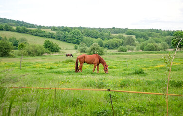 A green pasture with a grazing red horse. Summer rural landscape with a domestic animal grazing in a pasture under a cloudy blue sky