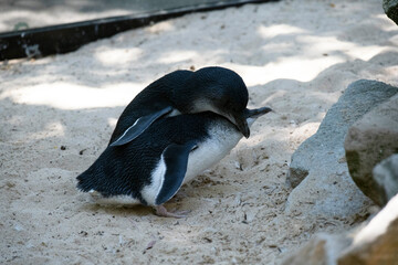 A pair of Little Blue Penguins (Eudyptula minor)