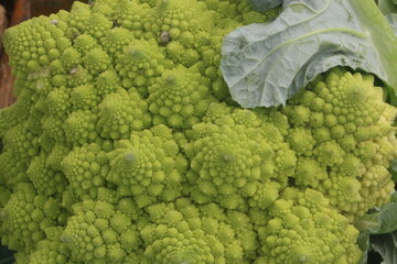 Close-up of romanesco broccoli showing fractal pattern