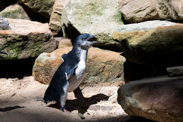 Little Blue Penguin (Eudyptula minor)