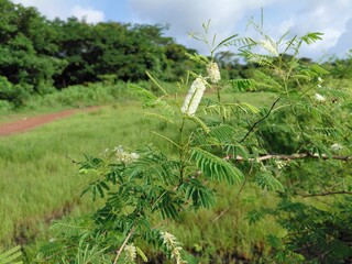 Acacia catechu plant with flower, Senegalia catechu plant, Black Cutch Tree leaf.