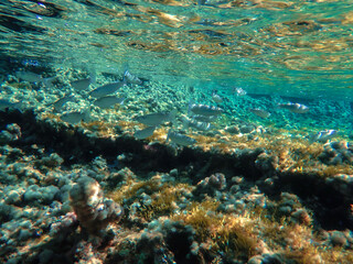 Ocean blue underwater with sunrays, Underwater Sea Deep Water Abstract Sunshine, sea wave , clean waters in summer time, Natural underwater seascape, sand on ocean floor and water surface with sunligh