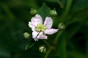 Blossom of the blackberry Rubus scaber