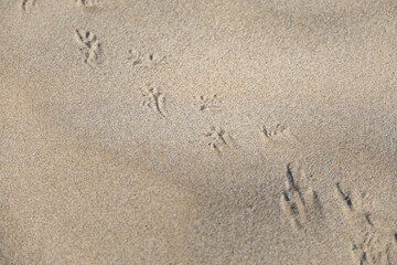 Bird Tracks and Paths on a Smooth Sandy Beach