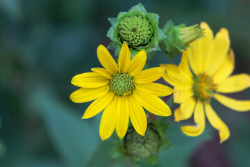 Blossom of a rosinweed, Silphium integrifolium