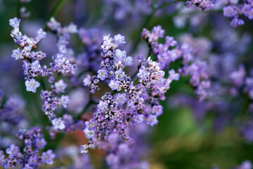 Inflorescence of a Siberian statice, Limonium gmelinii