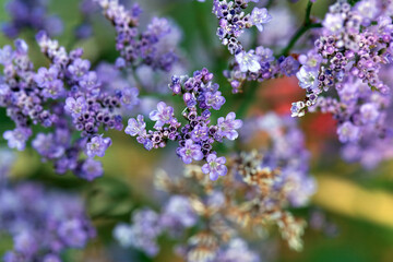 Inflorescence of a Siberian statice, Limonium gmelinii