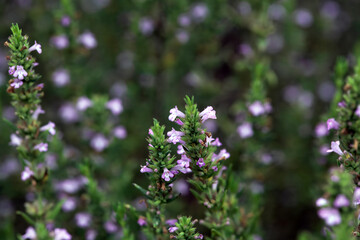 Blossoms of a Greek Savory, Micromeria graeca
