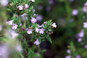 Blossoms of a Greek Savory, Micromeria graeca