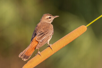 Rufous-tailed Scrub Robin standing on reed