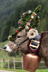 Kranzkuh beim Viehscheid