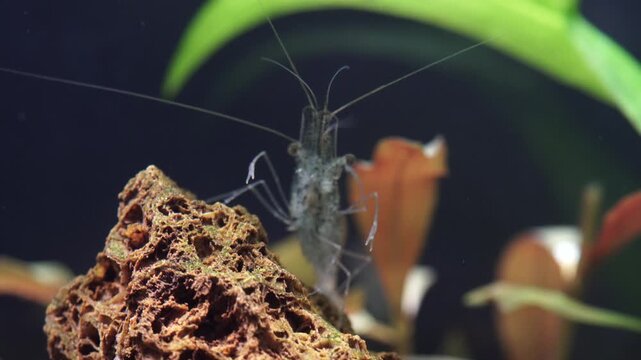 Freshwater ghost shrimp macro shot, or opaque glass shrimp with crooked back tail. Algae-eating Pinocchio shrimp, Palaemonetes paludosus feeders. Close up with very shallow depth of field.