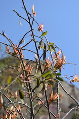 madagascar - wildlife