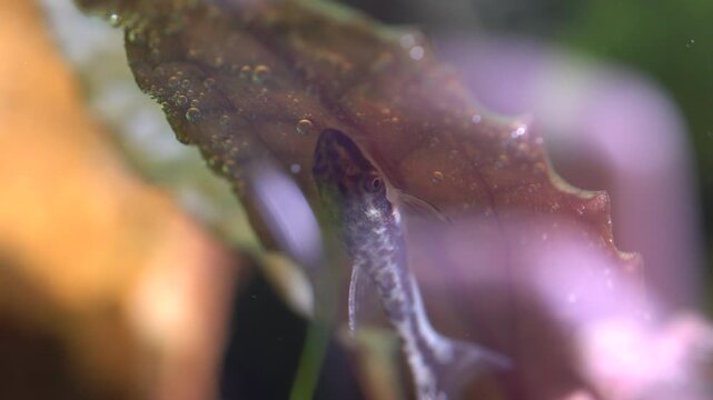 Otos catfish feeding on algae in the home hobby planted fish tank with shrimps. Cute Dwarf suckers or Loricariidae face in aquarium. Macro close up with very shallow depth of field.