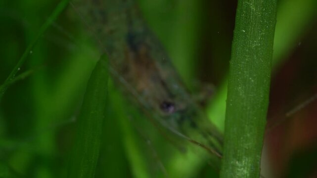 Freshwater ghost shrimp macro shot, or opaque glass shrimp with crooked back tail. Algae-eating Pinocchio shrimp, Palaemonetes paludosus feeders. Close up with very shallow depth of field.