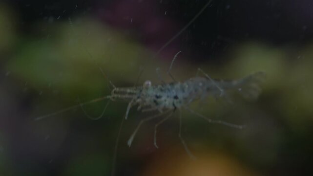 Freshwater ghost shrimp macro shot, or opaque glass shrimp with crooked back tail. Algae-eating Pinocchio shrimp, Palaemonetes paludosus feeders. Close up with very shallow depth of field.