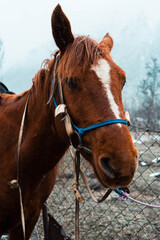 Obraz premium Brown horse with white spot on face standing in outdoor paddock
