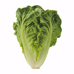 Fresh romaine lettuce head ready to be used in a vibrant salad, a healthy choice for your next culinary project and delicious food content