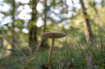 Single white mushroom growing in grass on forest floor with blurred trees in background, captured from low angle in natural woodland setting.