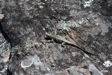 madagascar - wildlife