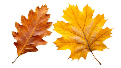 Overlapping Orange Oak and Yellow Birch Leaves