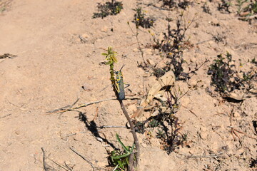 madagascar - wildlife