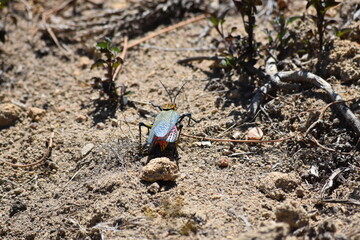 madagascar - wildlife