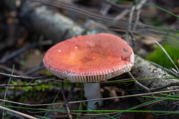 Red-capped wild mushroom with white gills growing on forest floor among pine needles and twigs.
