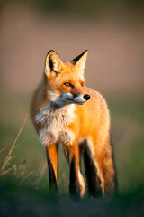 Obraz premium red fox in the wild