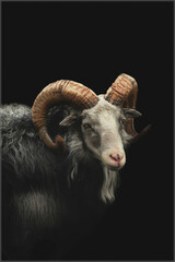 Naklejka premium black and white sheep