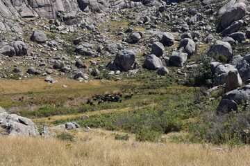 madagascar - wildlife