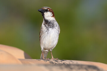 House Sparrow portrait - adult male on a tiled roof near to nest site