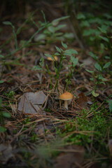 Autumn mushroom in the forest