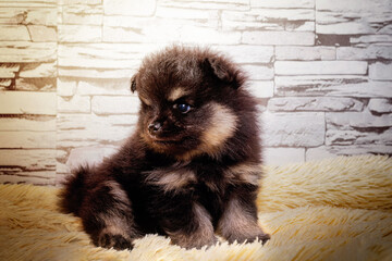 A cute little Pomeranian puppy is sitting on a soft orange blanket