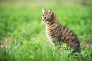 Curious tabby cat sitting on lush green grass in a serene outdoor setting during a sunny day