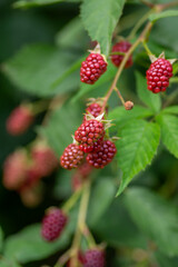 Rubus fruticosus big and tasty garden blackberries, red ripening fruits berries on branches wiht green leaves