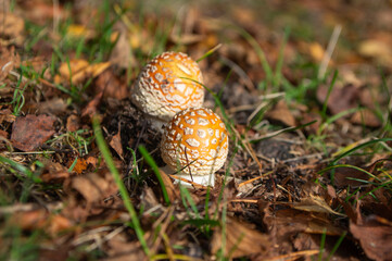 Amanita muscaria, fly agaric, fly amanita, poisonous mushroom in a forest