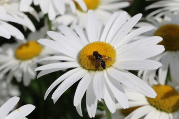 Fototapeta premium Gros plan sur une abeille qui butine une fleur