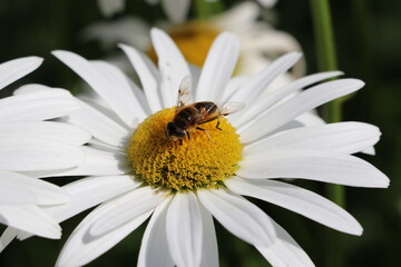 Gros plan sur une abeille qui butine une fleur