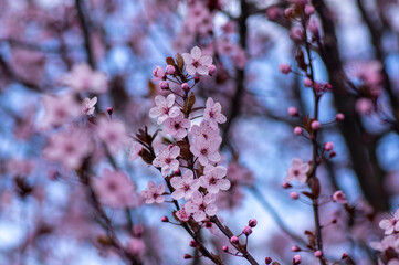 Canadian black plum Prunus nigra light pink flowers in bloom, beautiful flowering ornamental shrub with brown red leaves
