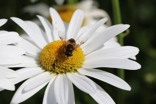 Gros plan sur une abeille qui butine une fleur